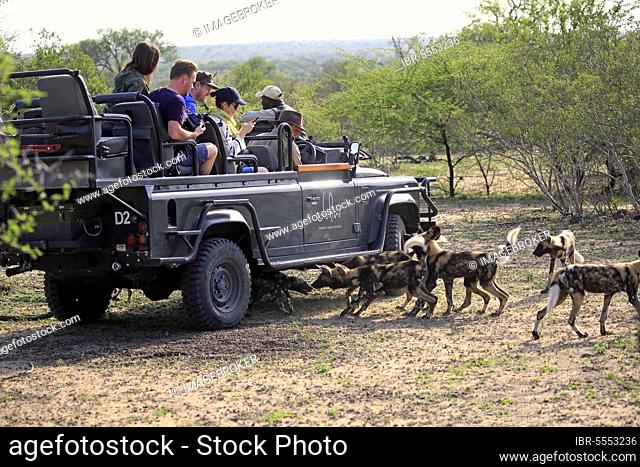 Safari, watching pack of African wild dogs (Lycaon pictus), Private Game drive with tourists in Safari Vehicle, Sabi Sand Game Reserve, Kruger Nationalpark