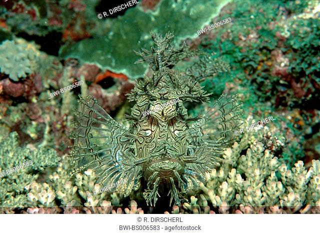 Merlet's scorpionfish (Rhinopias aphanes), amongst corals, Australia, Pacific Ocean