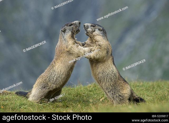 Alpine Marmots (Marmota marmota) Hohe Tauern National Park, Carinthia, Austria, Europe