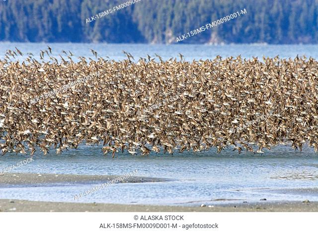 Western Sandpipers and Dunlins in mid-flight over Hartney Bay Cordova in Southcentral Alaska Spring