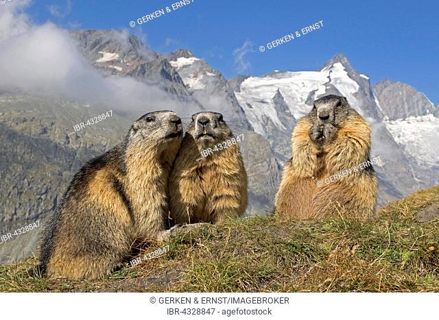 Alpine marmot (Marmota marmota), group in front of Grossglockner, High Tauern National Park, Austria