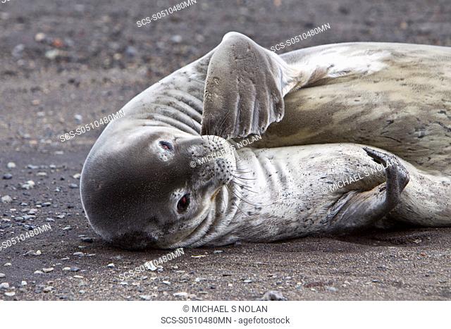 Weddell Seal Leptonychotes weddellii hauled out on ice near the Antarctic Peninsula, southern Ocean This is the most southerly breeding seal in the world