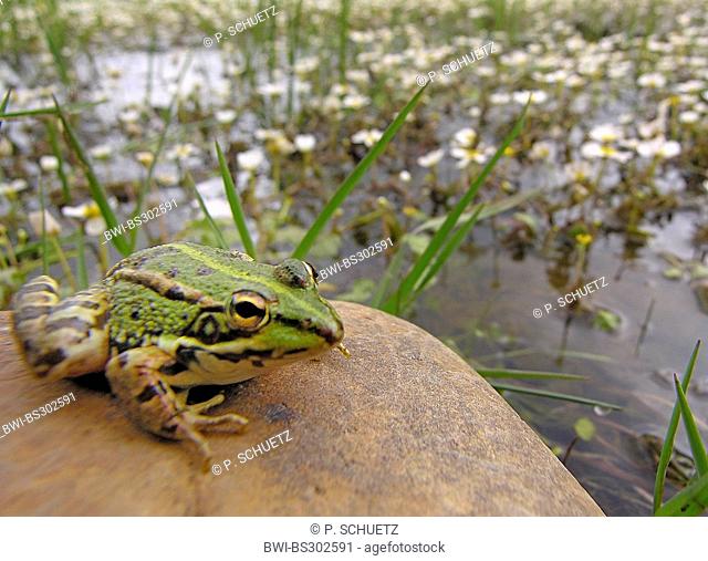 Coruna frog (Rana perezi, Rana ridibunda perezi), sitting on a stone at a wetland, Spain, Extremadura
