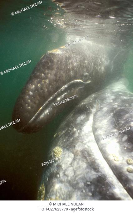 California Gray Whale Eschrichtius robustus mother and calf underwater. San Ignacio Lagoon, BCS, Mexico