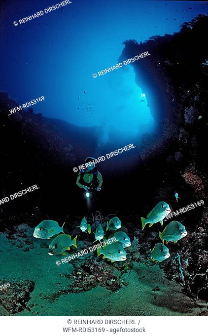 Celebes sweetlips and scuba diver, Plectorhinchus chrysotaenia, Pacific ocean, Palau