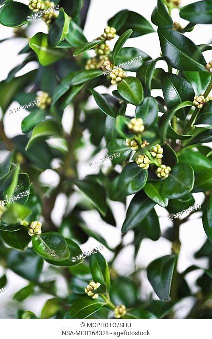 boxtree Buxus in springlike