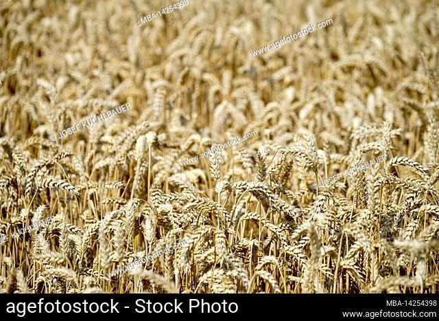 Germany, Bavaria, Upper Bavaria, Altötting district, agriculture, wheat field, wheat ears