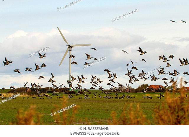 barnacle goose (Branta leucopsis), flock taking off in marsh landscape with a windmill, Germany, Lower Saxony, East Frisia, Westermarsch