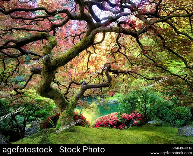 Japanese Maple tree with new growth, Portland Japanese Garden, Oregon, USA