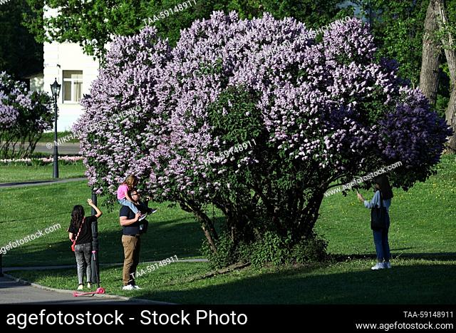 RUSSIA, MOSCOW - MAY 17, 2023: People are seen by a blooming lilac tree at the Kolomenskoye Museum-Reserve. Mikhail Tereshchenko/TASS