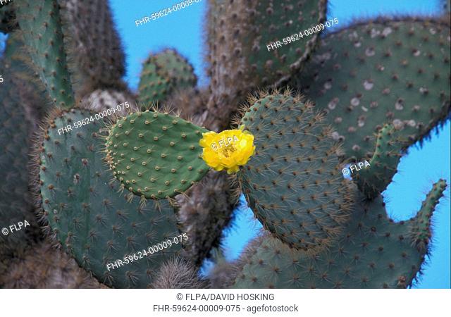 Cactus - Prickly Pear Opuntia echios var barringtonensis Flower - Santa Fe Is Galapagos