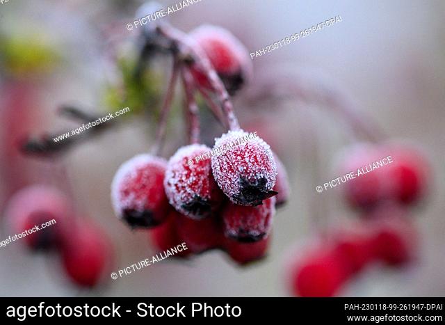 18 January 2023, Saxony-Anhalt, Wolmirstedt: Rime has formed on hawthorn berries in the morning. During the night there has been frost in the region around the...