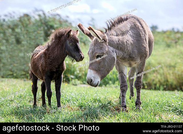 Mini Shetland Pony with a Donkey