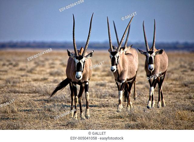 a group of four oryx at etosha natinal park namibia