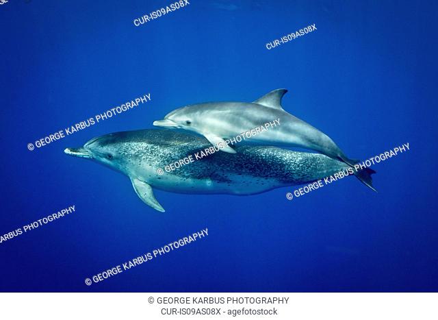 Atlantic spotted dolphins, Pico, Azores Islands, Portugal