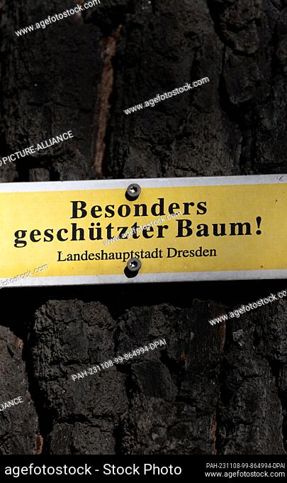 07 November 2023, Saxony, Dresden: A sign ""Specially protected tree!"" is screwed to the trunk of an oak tree. Photo: Robert Michael/dpa