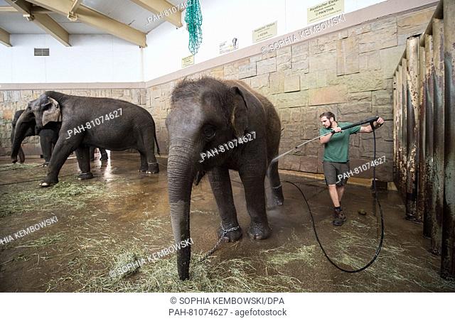 A zookeeper gives an elephant a shower at the Tierpark zoo in Berlin,  Germany, 09 June 2016. Photo: SOPHIA KEMBOWSKI/dpa | usage worldwide