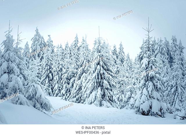 Germany, Hesse, Hochtaunuskreis, Feldberg, Winterlandscape with snow covered trees