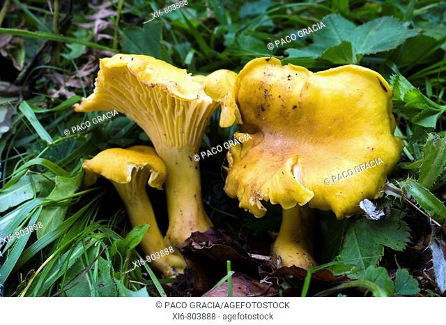 Mushrooms ( Cantharellus amethysteus ). France