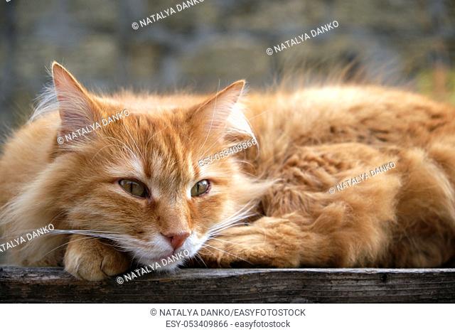 red cat sleeping on a wooden surface, close up
