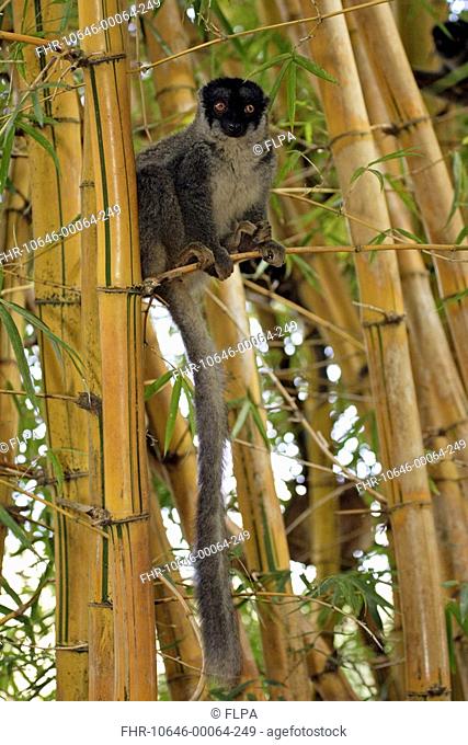 Common Brown Lemur Lemur fulvus fulvus adult male in bamboo, Madagascar