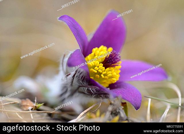 Pasque flower, Pulsatilla vulgaris, Bavaria, Germany, Europe