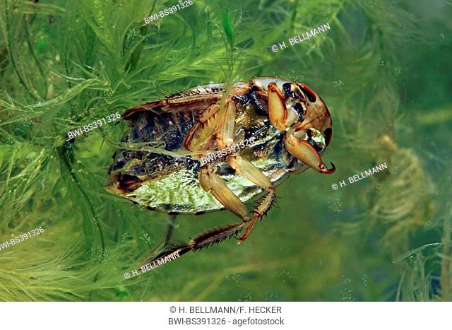 Saucer bug, Creeping water bug (Ilyocoris cimicoides, Naucoris cimicoides), swimming, from below, Germany