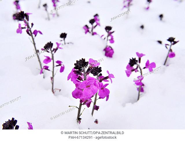 Wallflowers poke out of a layer of fresh snow in egapark in Erfurt,  Germany, 01 April 2016. For the start of gardening season