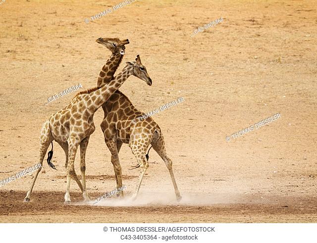 Southern Giraffe (Giraffa giraffa). Fighting males in the dry and barren Auob riverbed, raising a lot of dust. Kalahari Desert, Kgalagadi Transfrontier Park