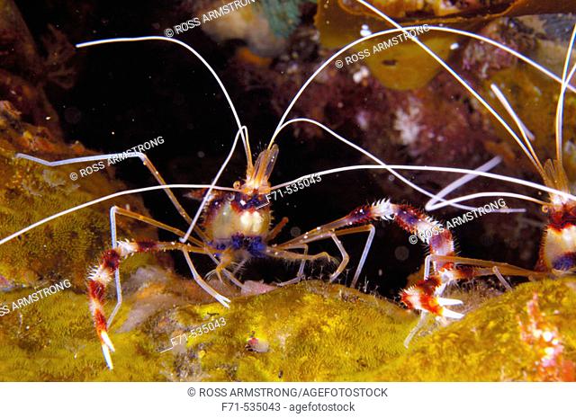 Banded coral shrimp (Stenopus hispidus). Northern Arch. Poor Knights Islands. New Zealand. South Pacific Ocean