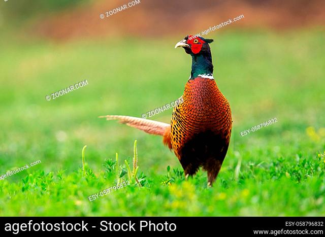 Common pheasant, phasianus colchicus, observing on pasture in spring nature. Ringe-necked feathered animal with red eye standing on grass