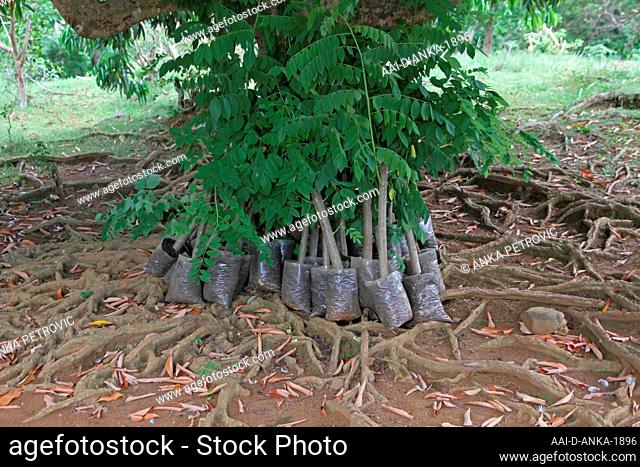 Banyan tree seedlings for sale, banyan tree forest, Andoany/Hell-Ville City, Nosy Be, Madagascar