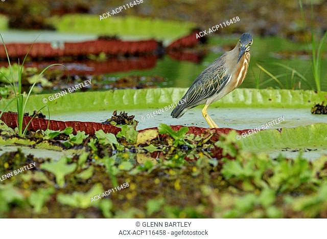 Striated Heron (Butorides striatus) feeding in a river in the rainforest of Guyana