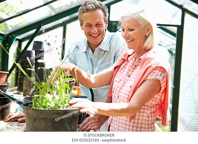 Middle Aged Couple Working Together In Greenhouse