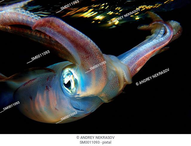 Bigfin reef squid (Sepioteuthis lessoniana) Red Sea, Egypt, Africa