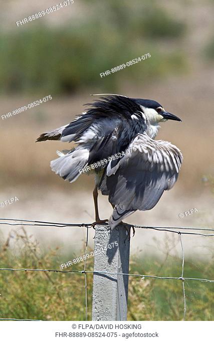 Black crowned night Heron adult on fence post Shaking after preening - Coto Donana, Spain