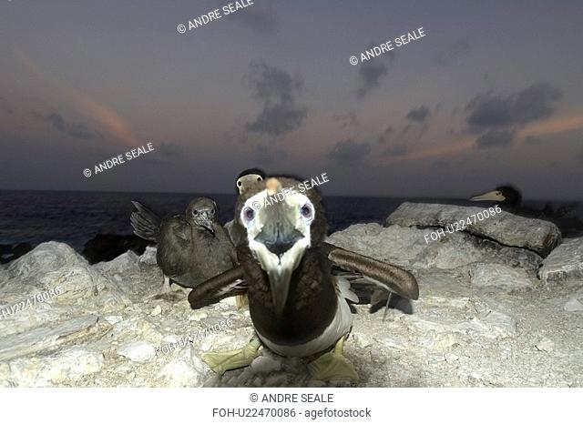 Angry Brown booby, Sula leucogaster, protecting nest, St. Peter and St. Paul's rocks, Brazil, Atlantic Ocean
