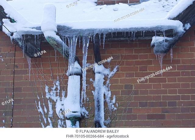 Icicles hanging from snow covered cottage roof gutter, Bentley, Suffolk, England, december 2009
