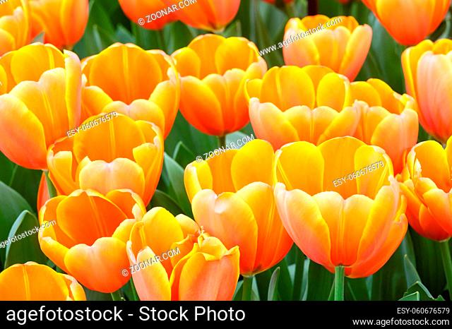 Beautiful orange tulips closeup near pond in spring park