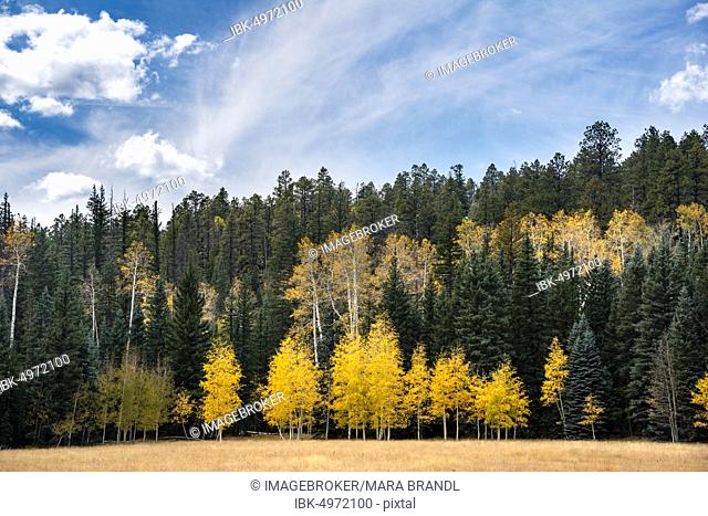 Autumnally colored Common aspens (Populus tremula) between Coniferous Forest, North Rim, Grand Canyon National Park, Arizona, USA, North America