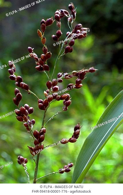Kodo Millet Paspalum scrobiculatum ripened grains, Tamil Nadu, India