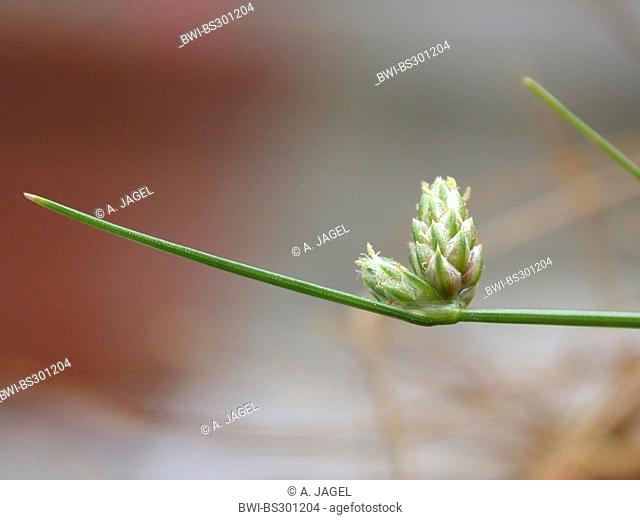 bristle club-rush (Isolepis setacea), blooming sprout, Germany