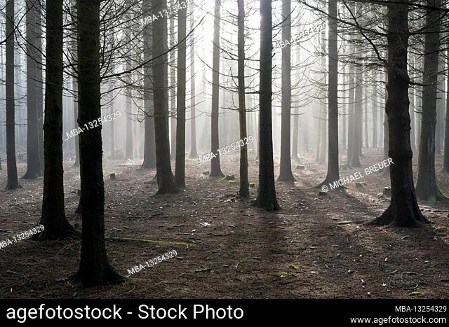 Spruce forest in the morning mist, December, Spessart, Bavaria
