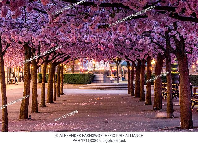 Stockholm, Sweden The cherry blossoms in the Kungstradgarden park, or King's Garden. - 2019 | usage worldwide. - STOCKHOLM/Sweden