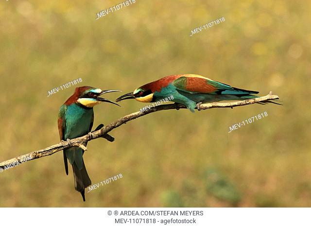 Bee Eater male presenting insect prey to female - Kiskunsag National Park, Hungary