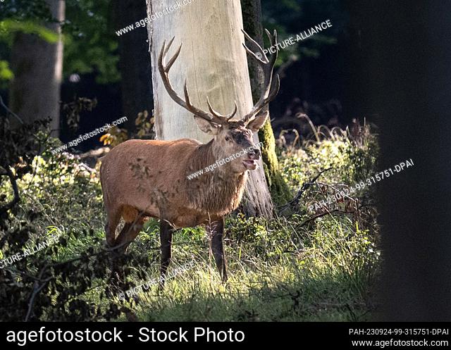 24 September 2023, Hesse, Wehrheim: A deer runs through the undergrowth in the Taunus Mountains. At the moment the red deer is in the rut