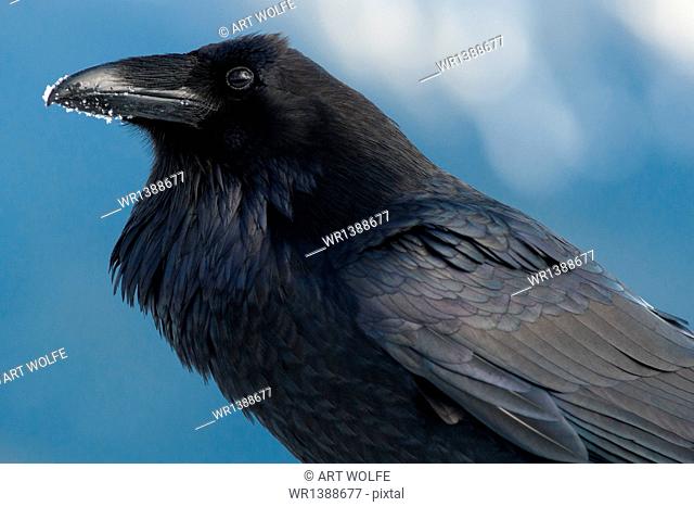 Raven with snow on its beak, Corvus corax, Olympic National Park, Washington, USA