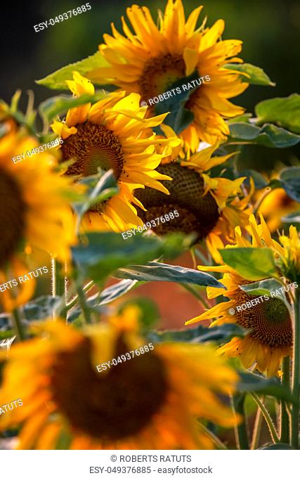 Blooming flowers. Sunflowers on a green grass. Meadow with sunflowers. Wild flowers. Nature flower. Sunflowers on field. Sunflower is tall plant of the daisy...
