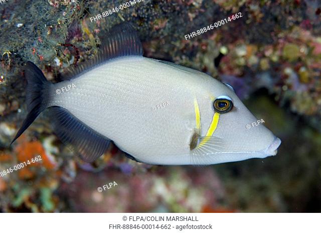 Scythe Triggerfish (Sufflamen bursa), Nudi Rock dive site, Fiabacet Island, Misool, Raja Ampat (4 Kings), West Papua, Indonesia