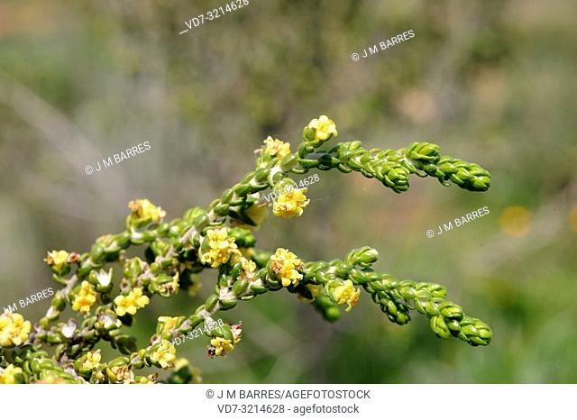 Boalaga (Thymelaea hirsuta) is a perennial shrub native to Mediterranean Basin coasts. This photo was taken in Sorbas, Almeria province, Andalucia, Spain